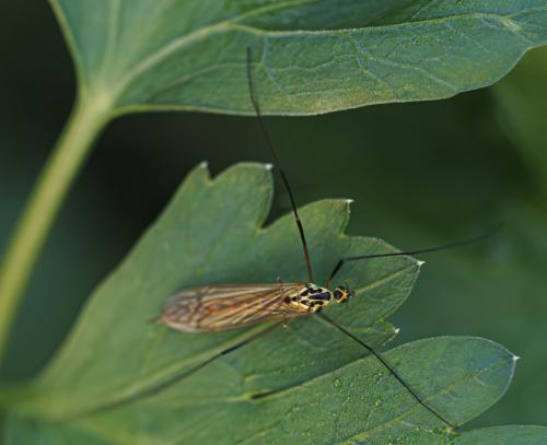 Nephrotoma flavescens